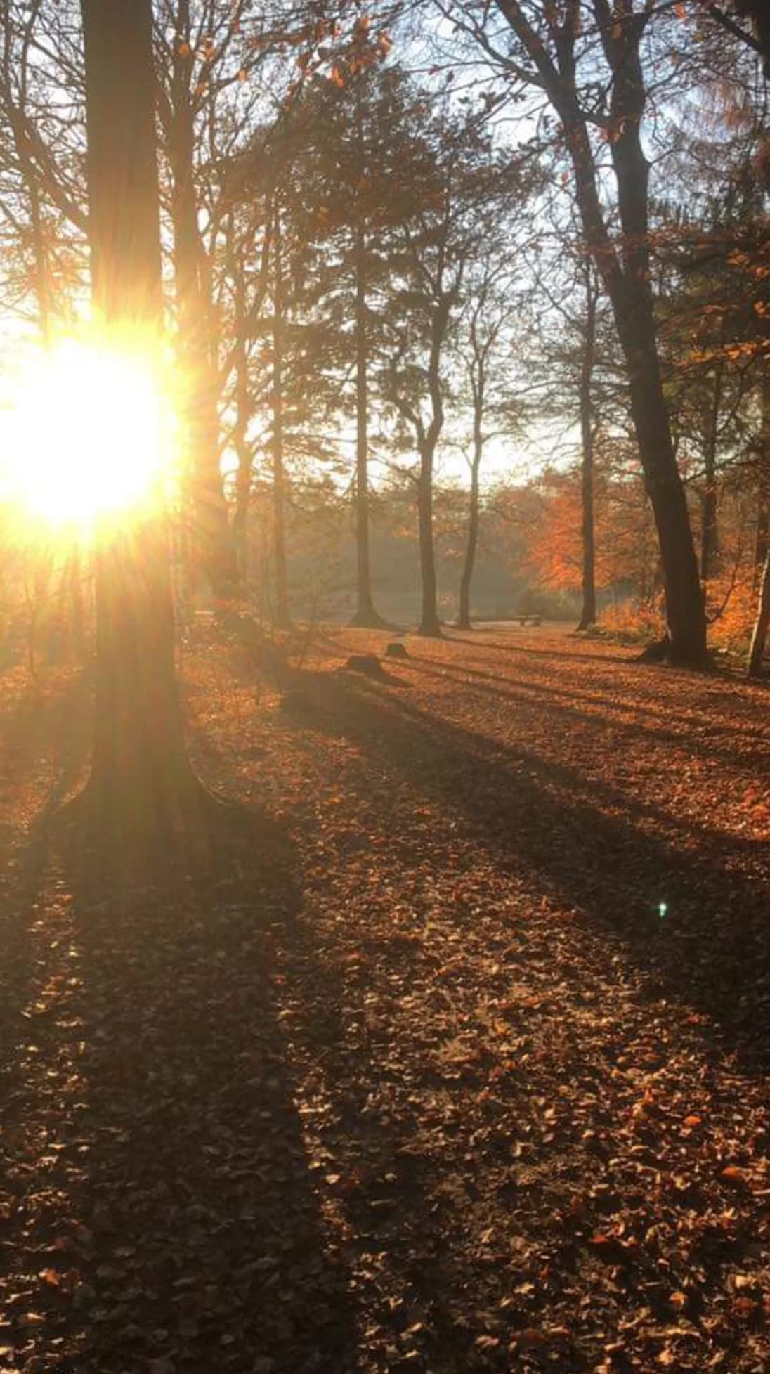 Herfstbos met laagstaande zon tussen de stammen en een bladerpad
